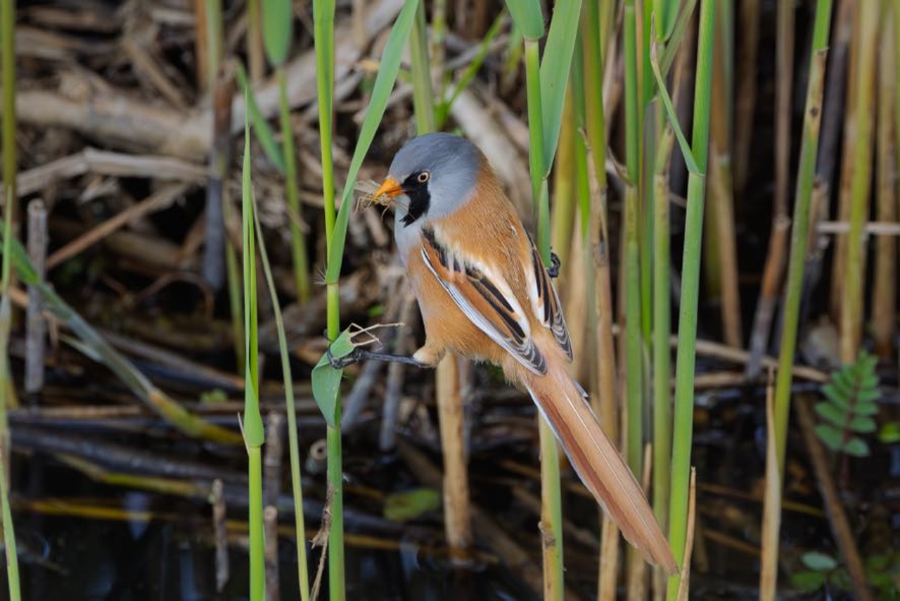 Bearded Reedling