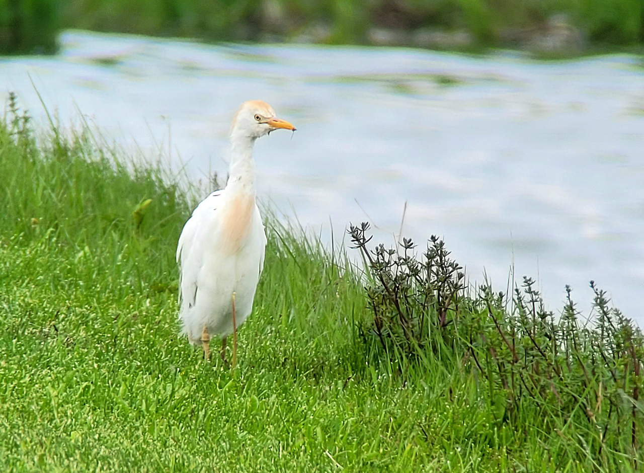 Point Pelee & Algonquin Park Trip Report (May 11 – 22, 2026)
