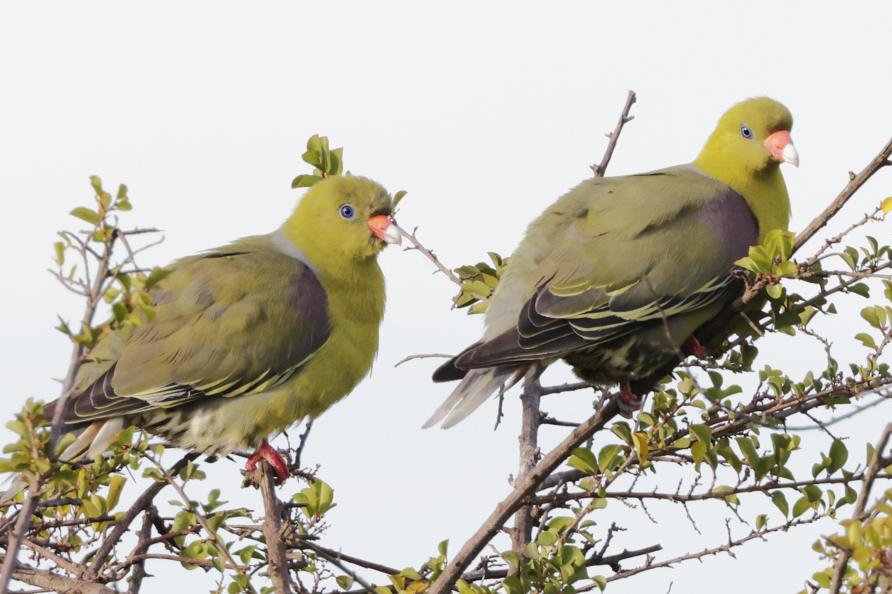 African Green-Pigeon