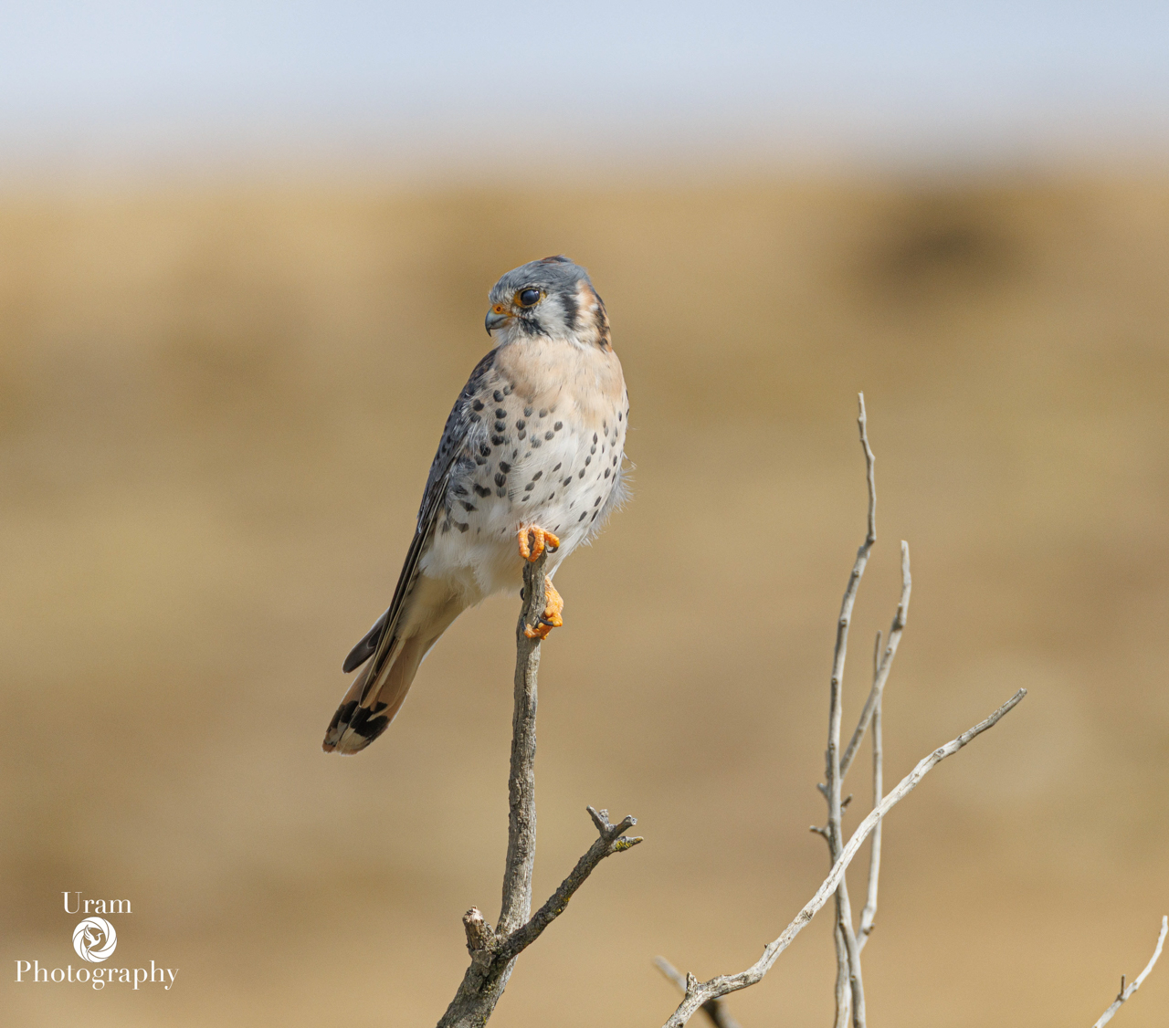 American Kestrel