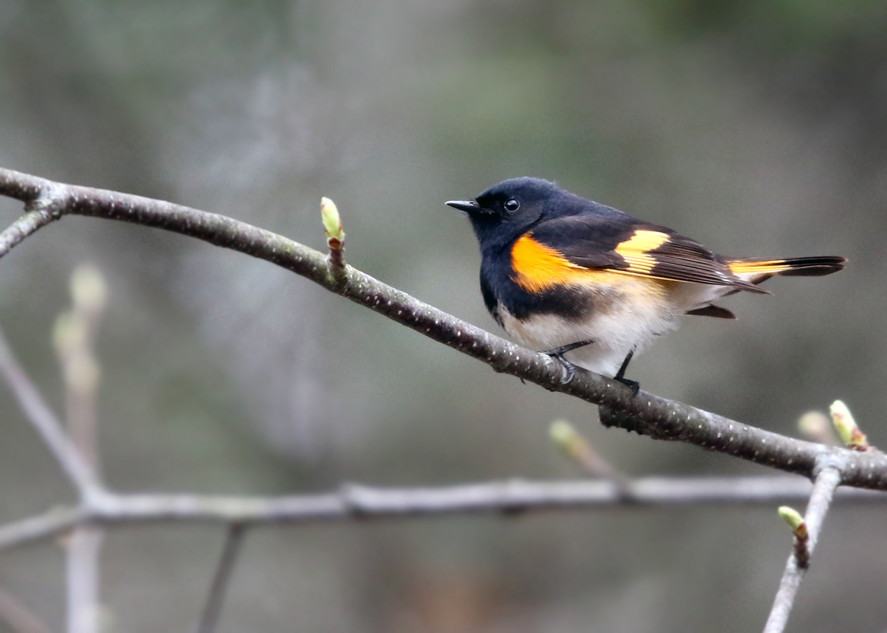 American Redstart