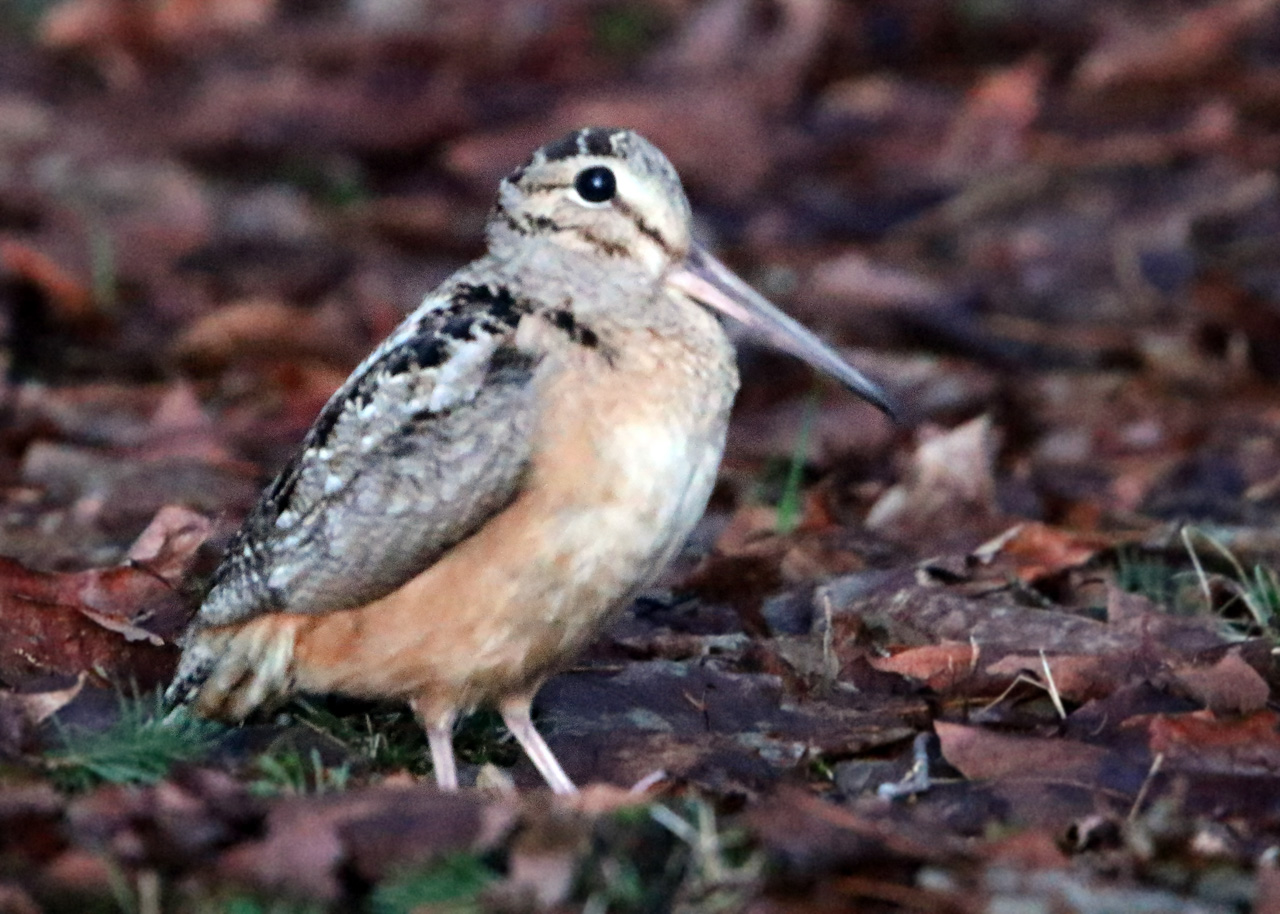 American Woodcock