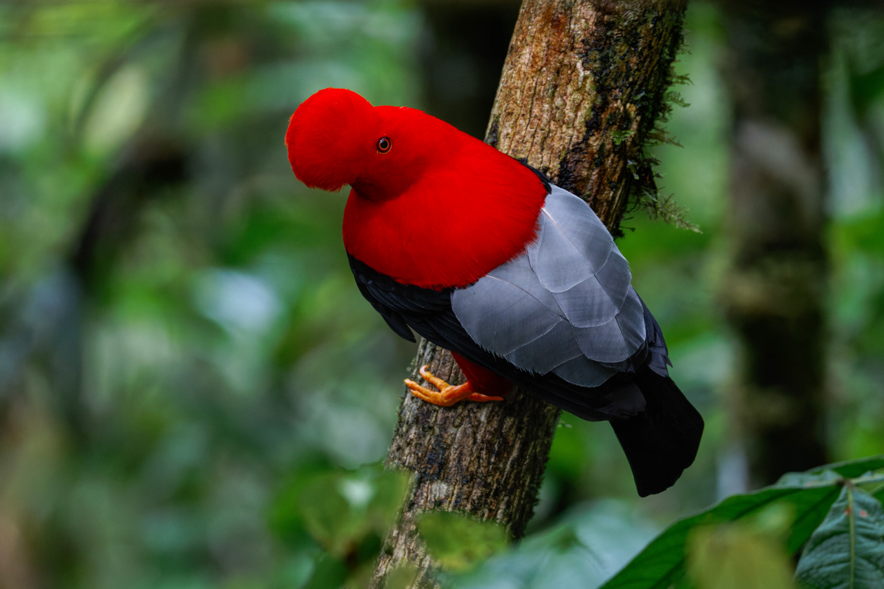 Andean Cock-of-the-Rock