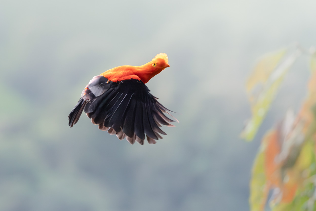 Andean Cock-of-the-rock