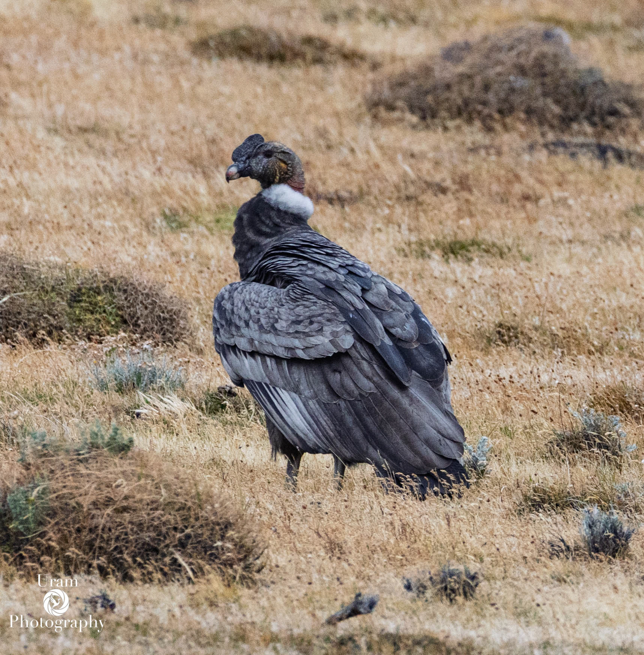 Andean Condor