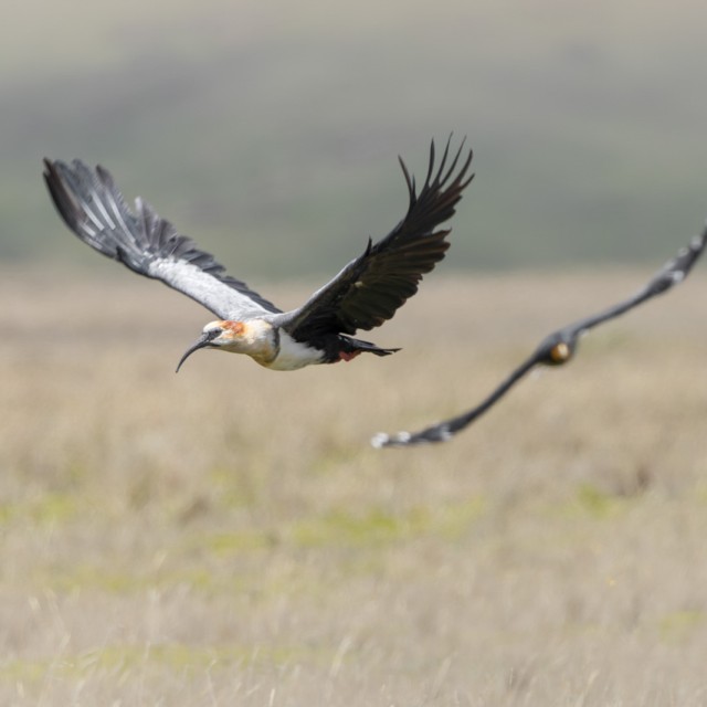 Andean Ibis
