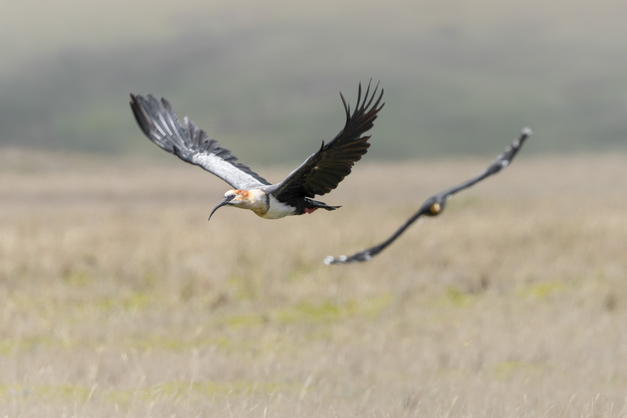 Andean Ibis