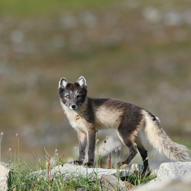 Arctic Fox