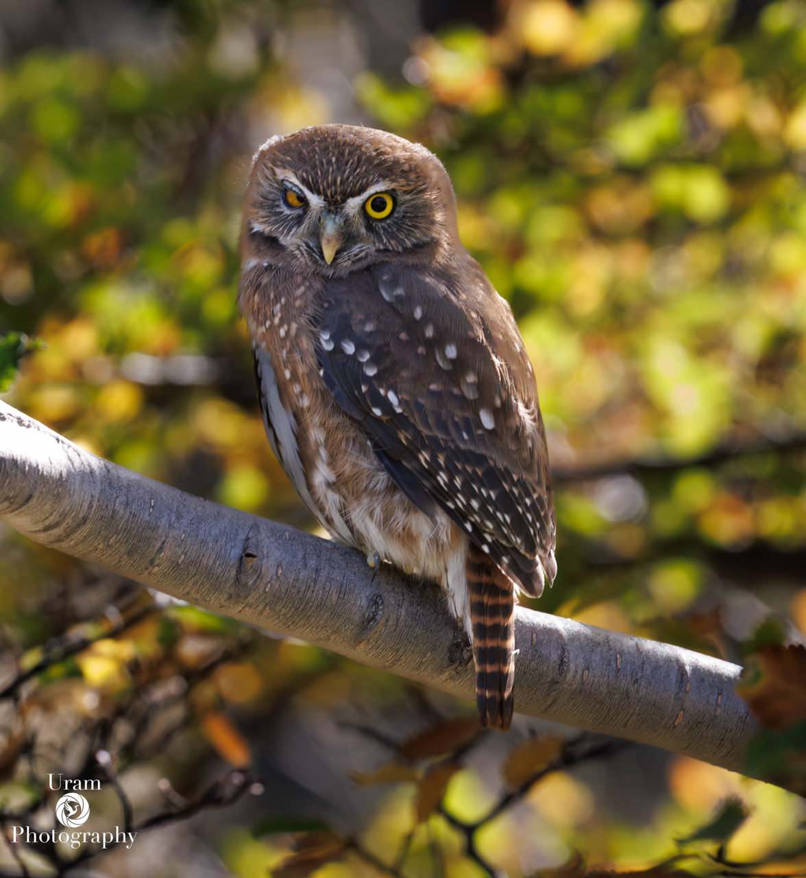 Austral Pygmy-owl
