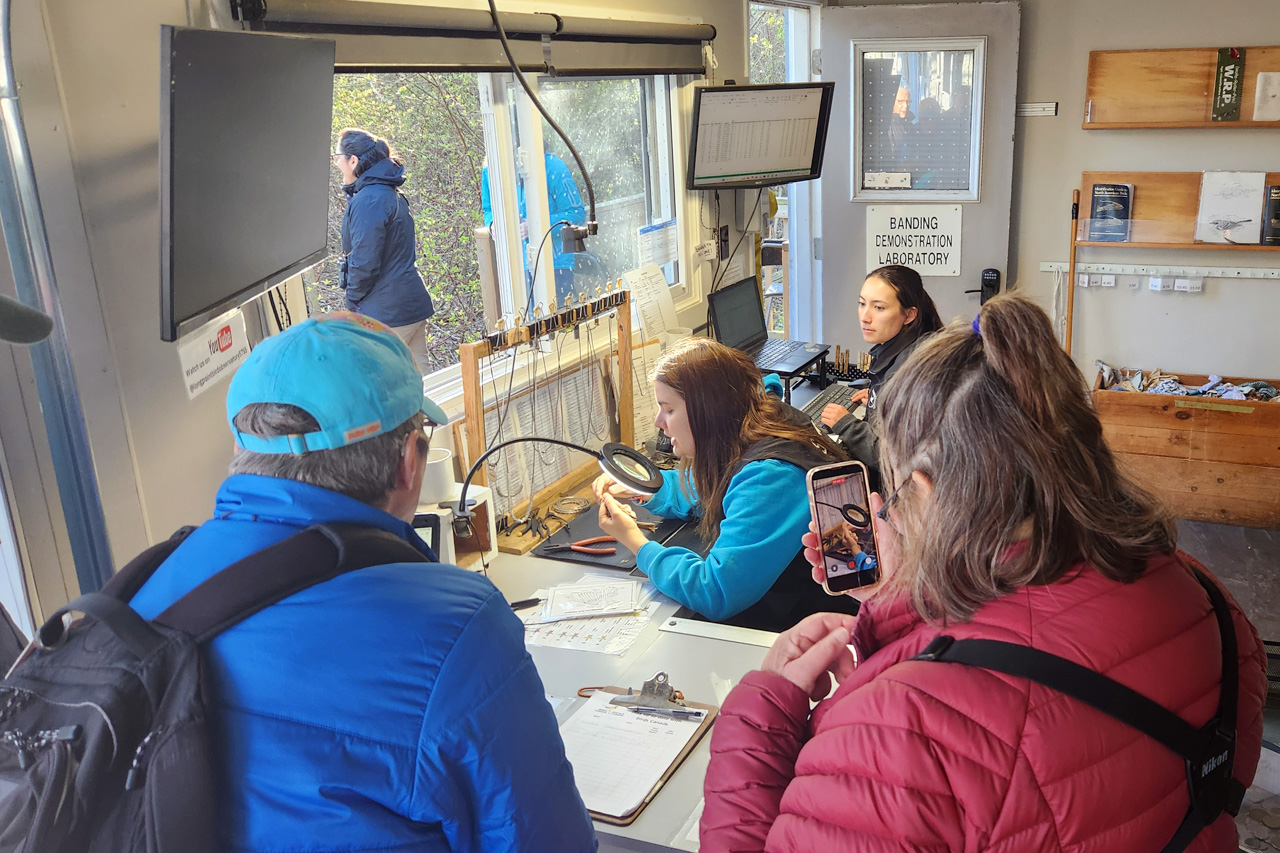 Point Pelee & Algonquin Park Trip Report (May 5 – 16, 2026)