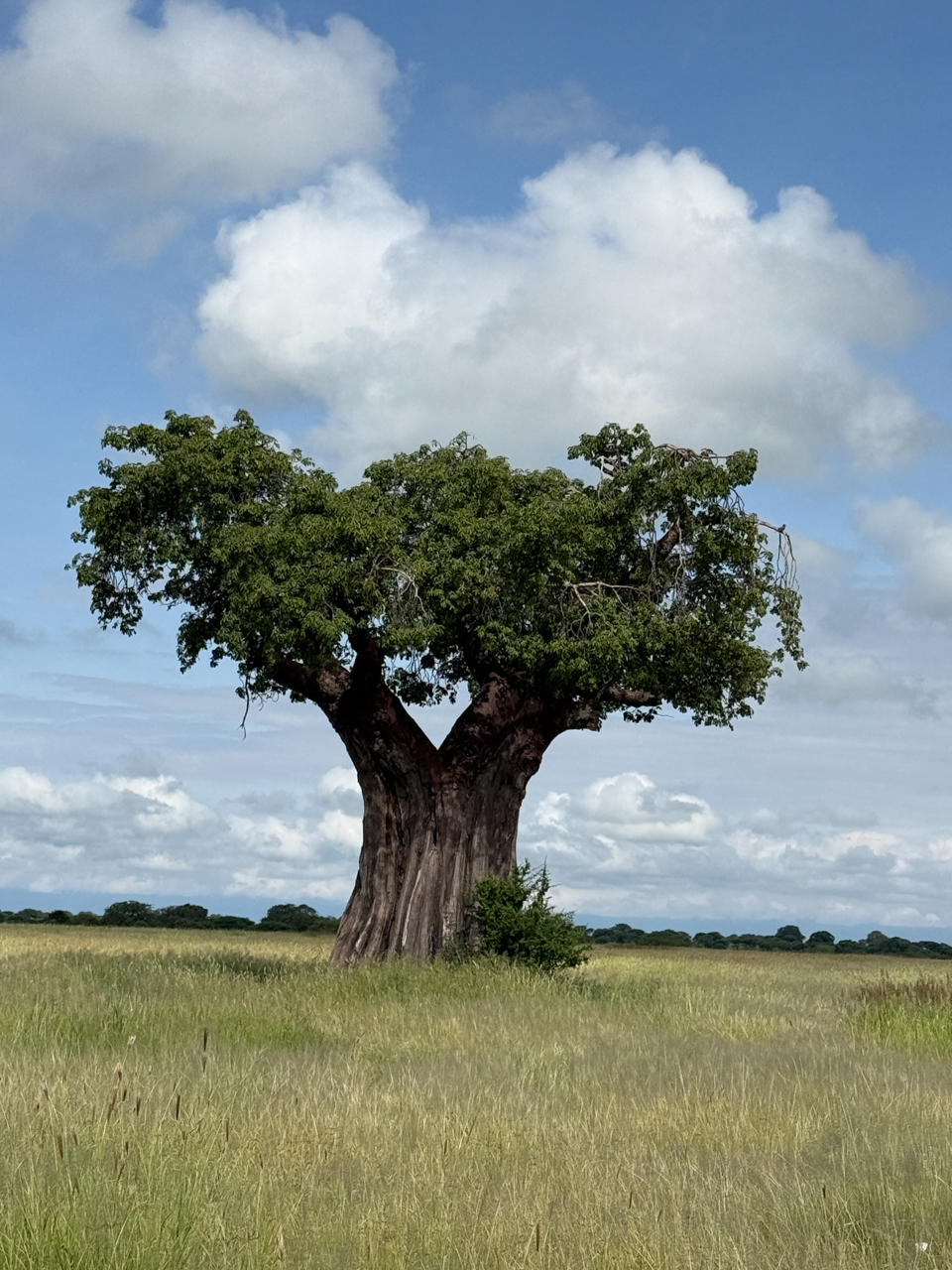 Baobab tree in Tarangire National Park 