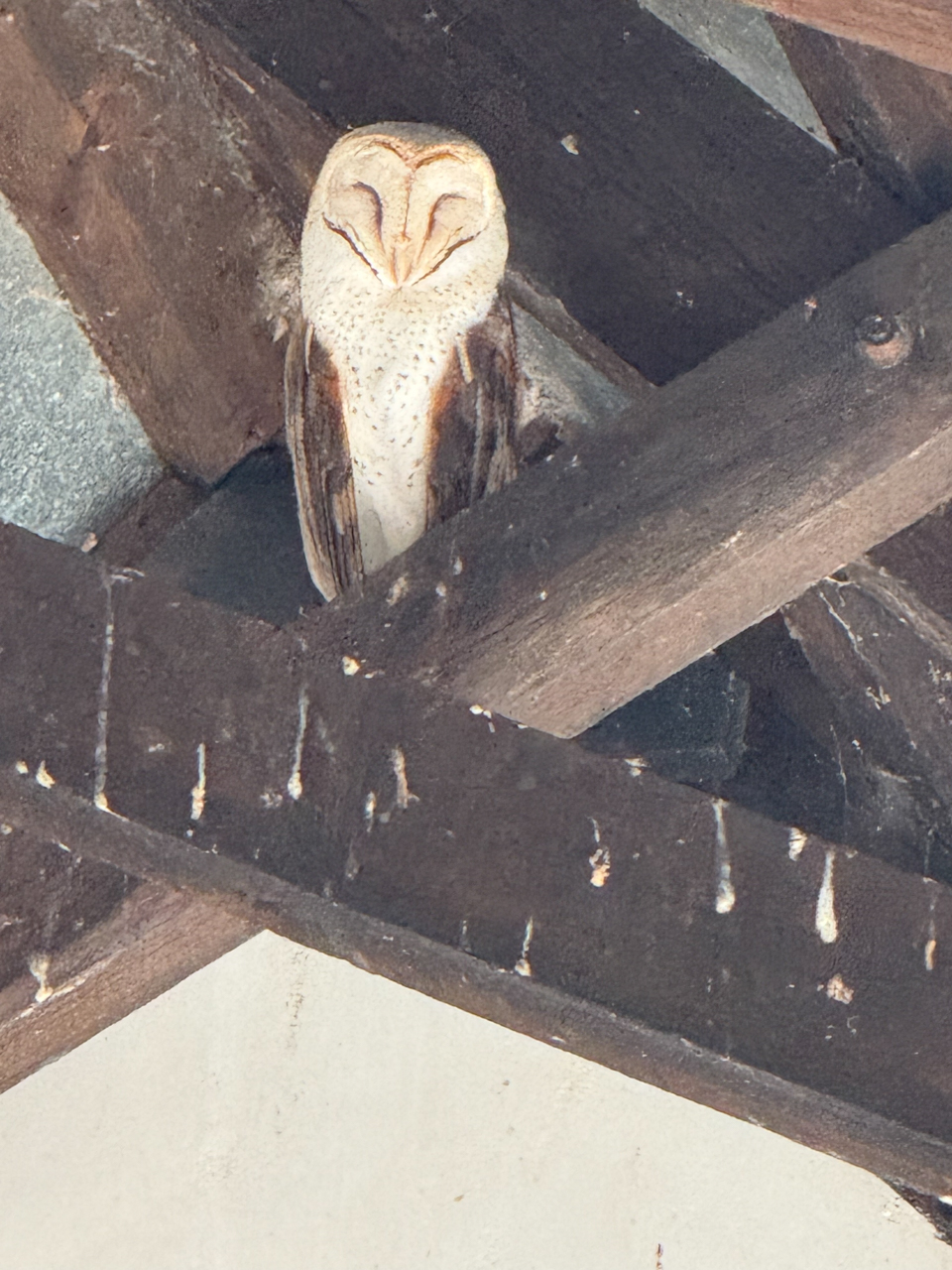 Barn Owl