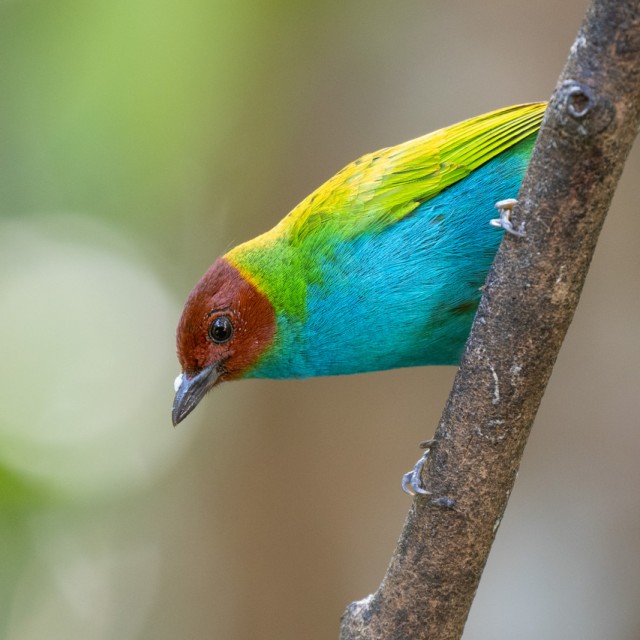 Bay-headed Tanager
