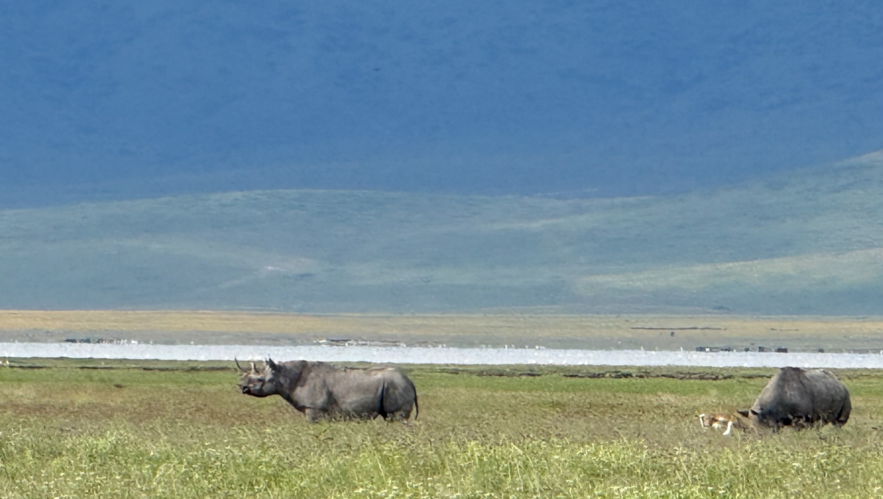 Black Rhinoceros