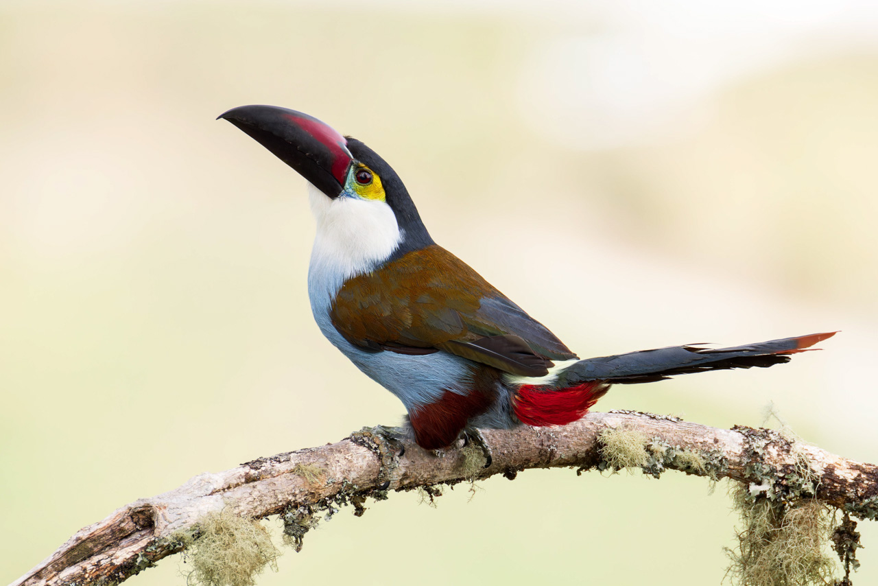 Black-billed Mountain-Touca