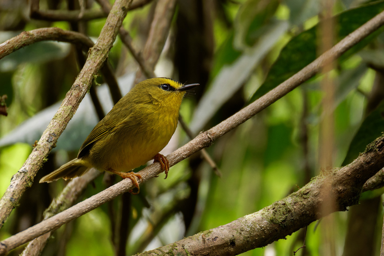 Black-crested Warbler