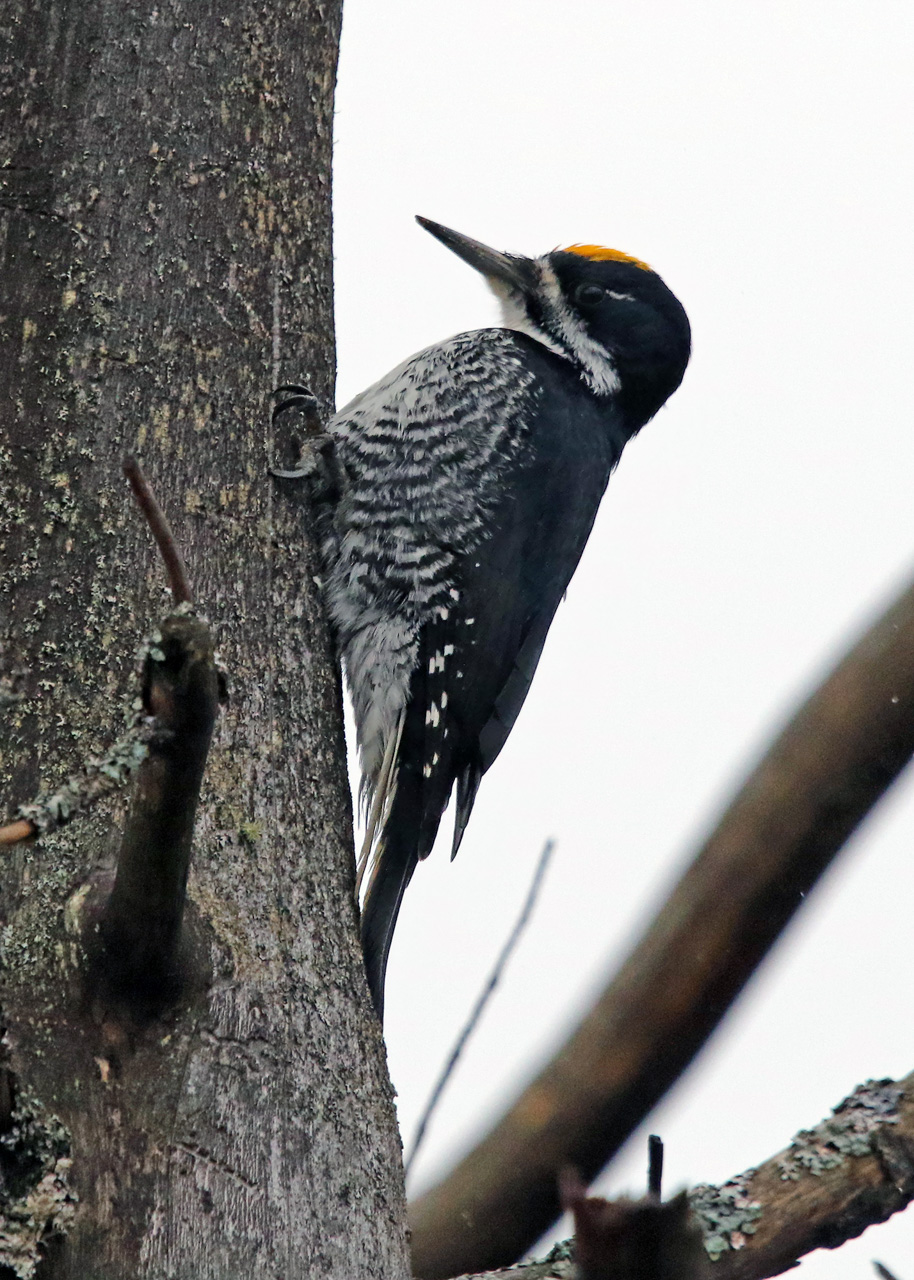 Black-backed Woodpecker