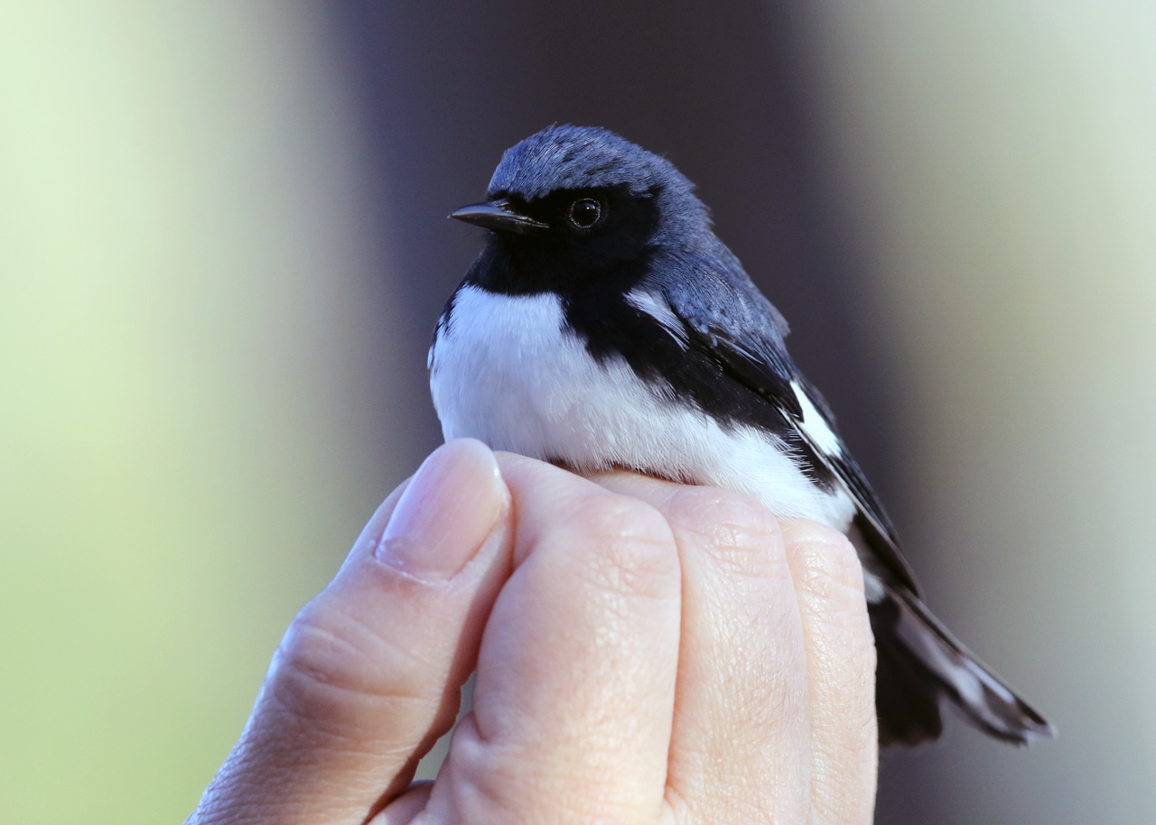 Point Pelee & Algonquin Park Trip Report (May 5 – 16, 2026)