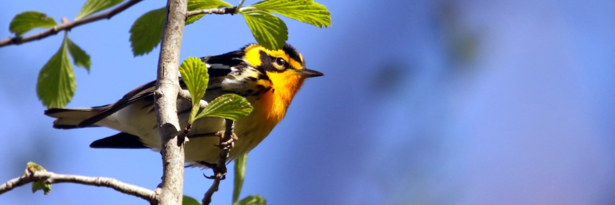 Point Pelee & Algonquin Park Trip Report (May 5 - 16, 2026)