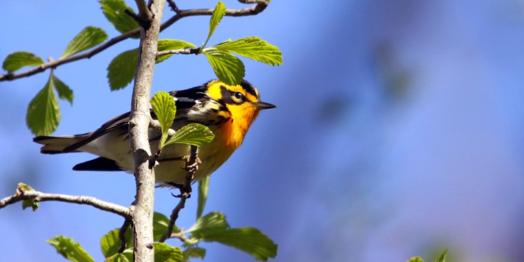 Point Pelee & Algonquin Park Trip Report (May 5 - 16, 2026)