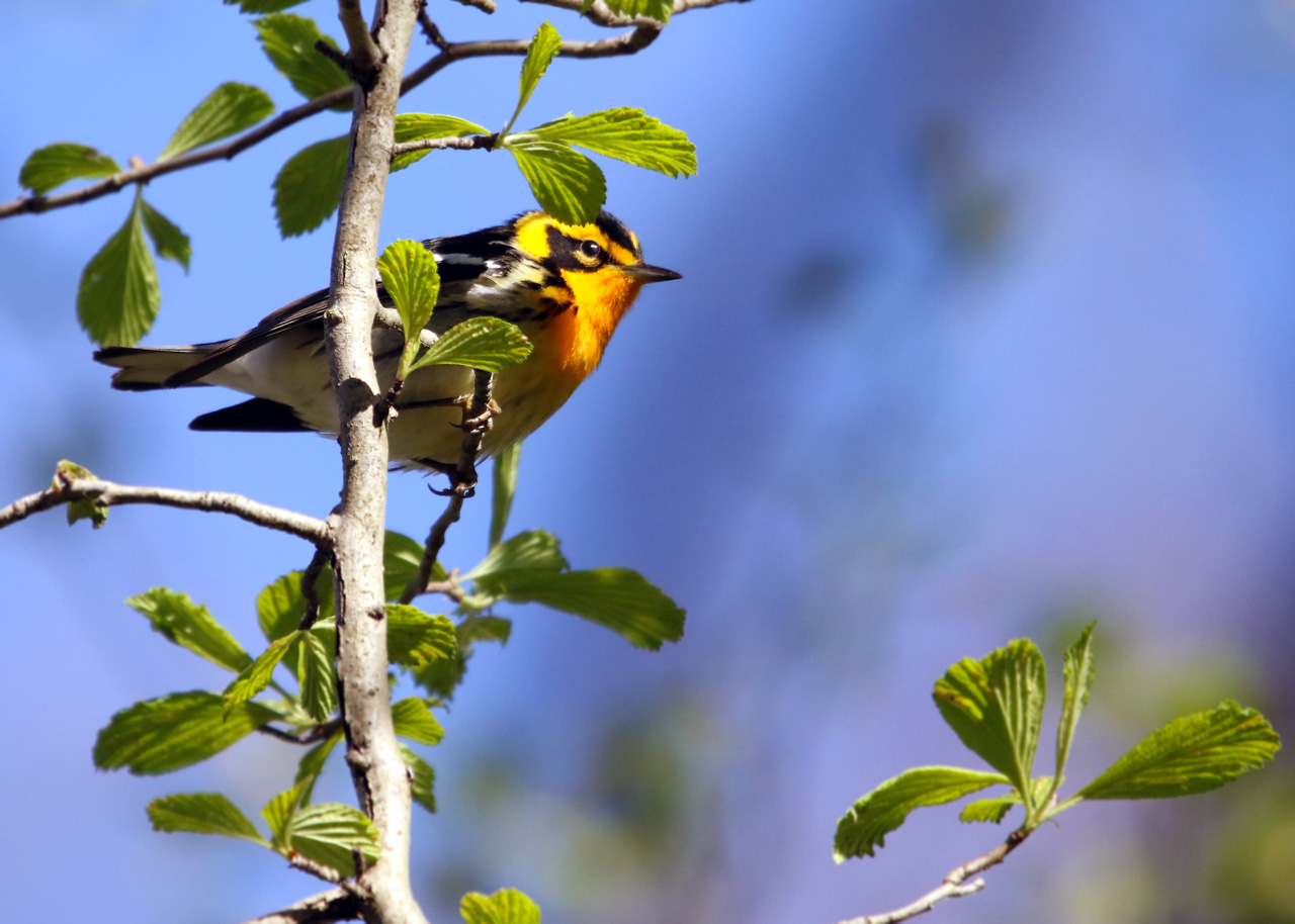 Point Pelee & Algonquin Park Trip Report (May 5 – 16, 2026)