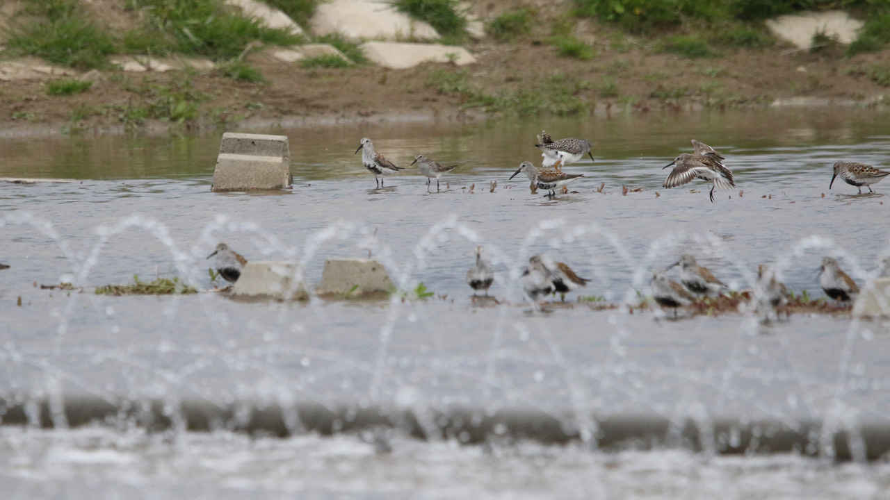 Point Pelee & Algonquin Park Trip Report (May 5 – 16, 2026)