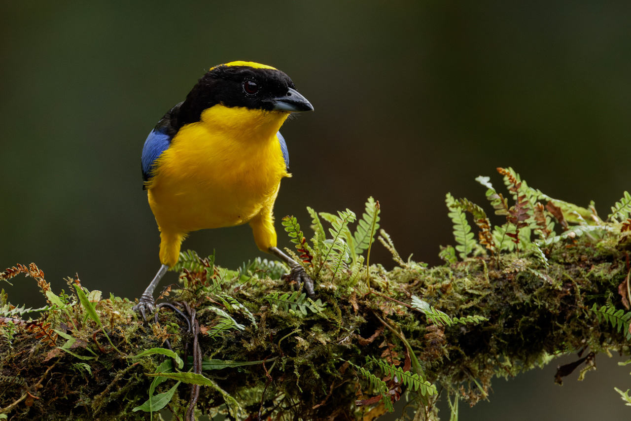 Blue-winged Mountain Tanager