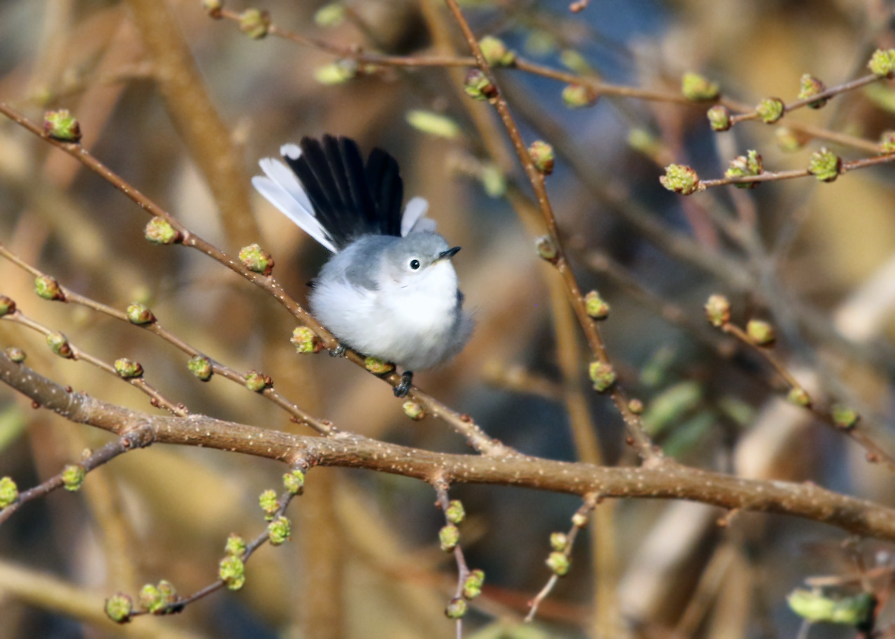 Point Pelee & Algonquin Park Trip Report (May 5 – 16, 2026)