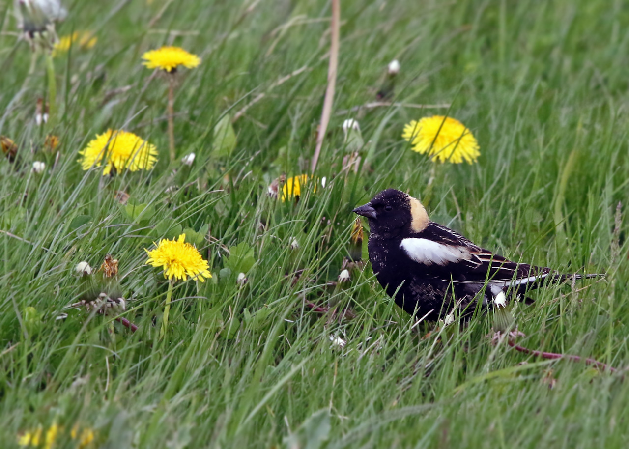Point Pelee & Algonquin Park Trip Report (May 5 – 16, 2026)