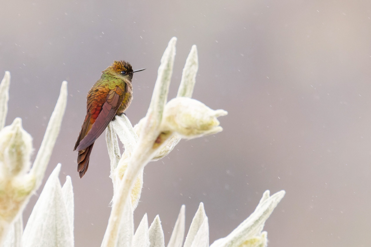 Bronze-tailed-Thornbill