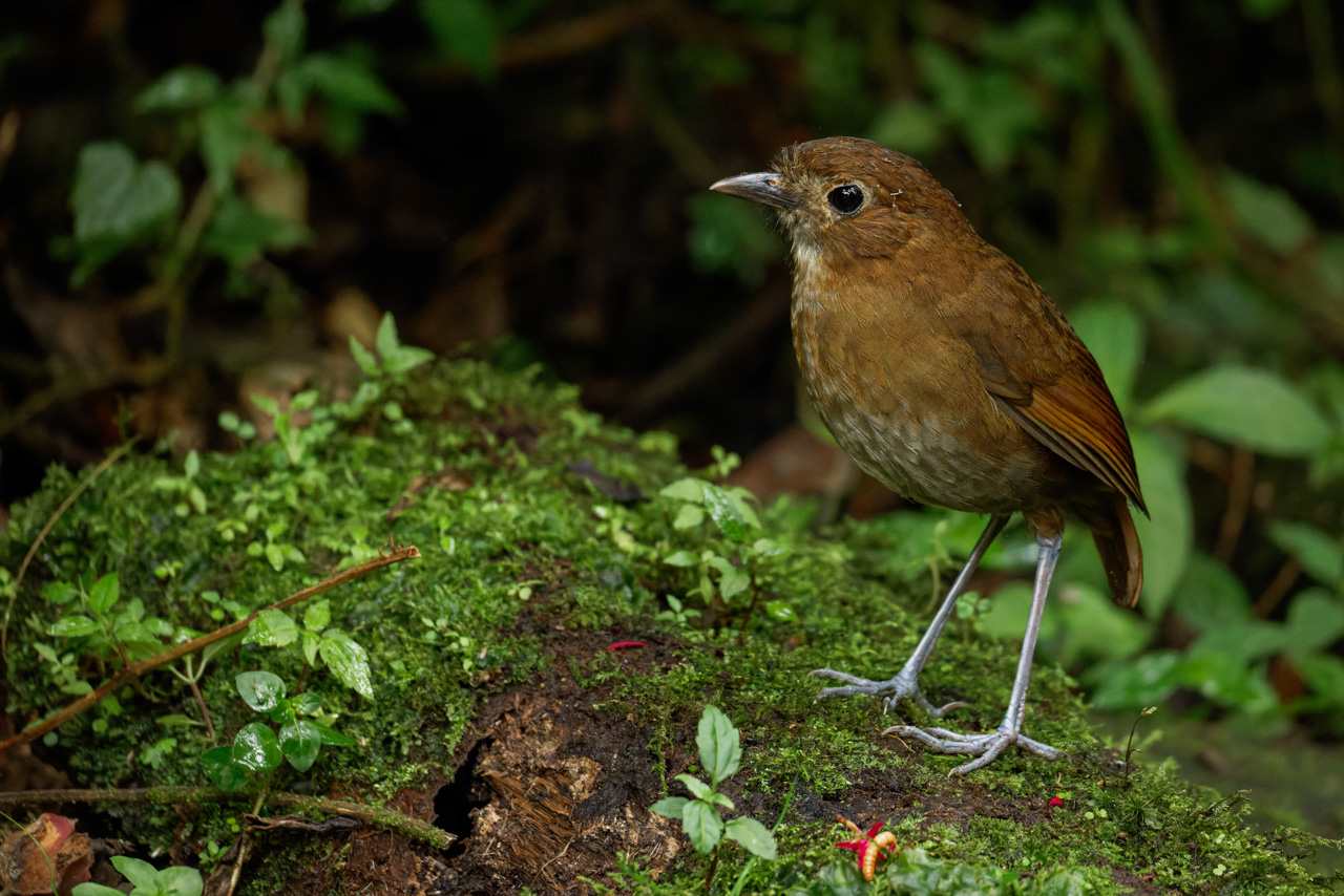 Brown-banded Antpitta