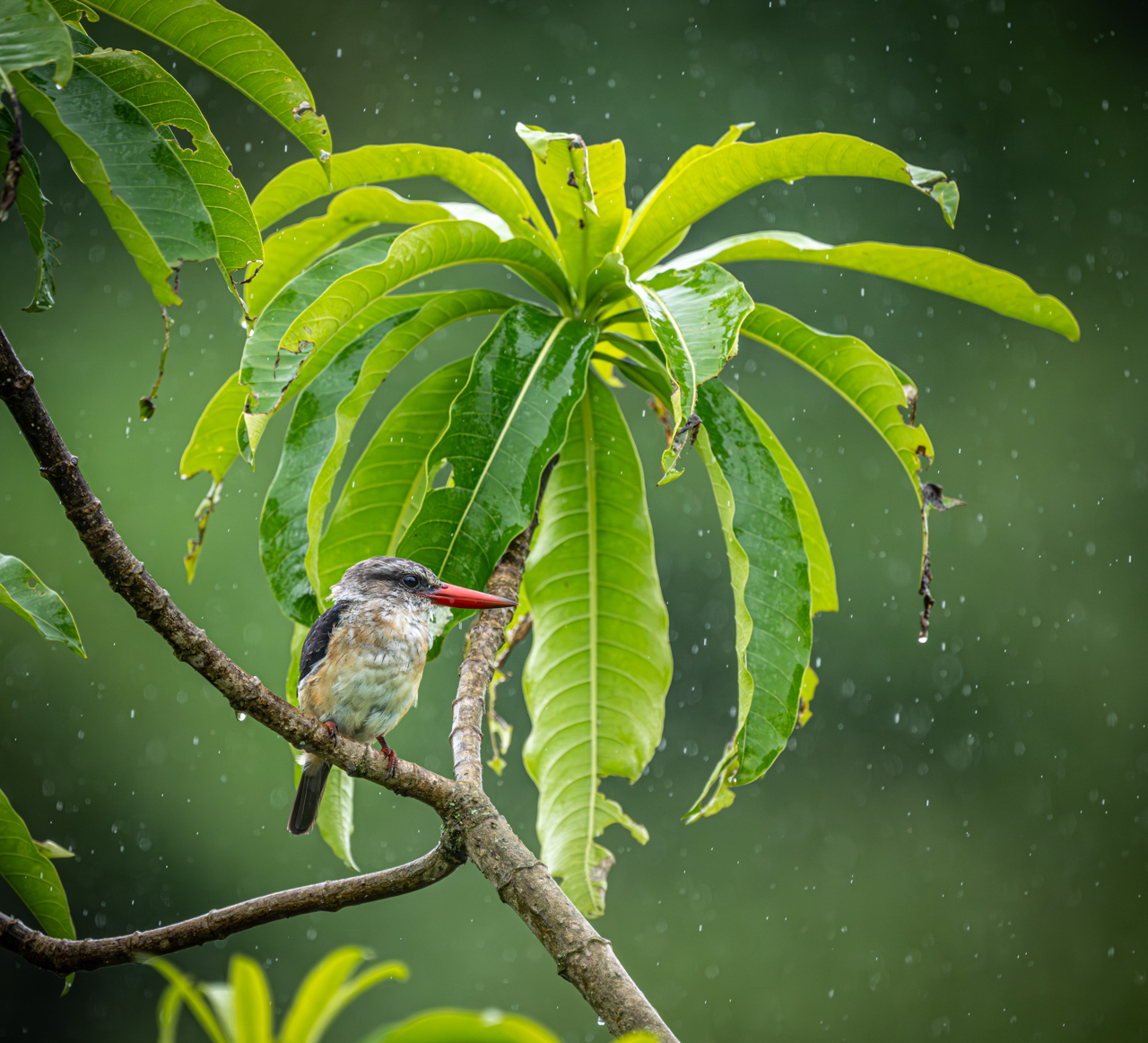 Brown-hooded Kingfisher