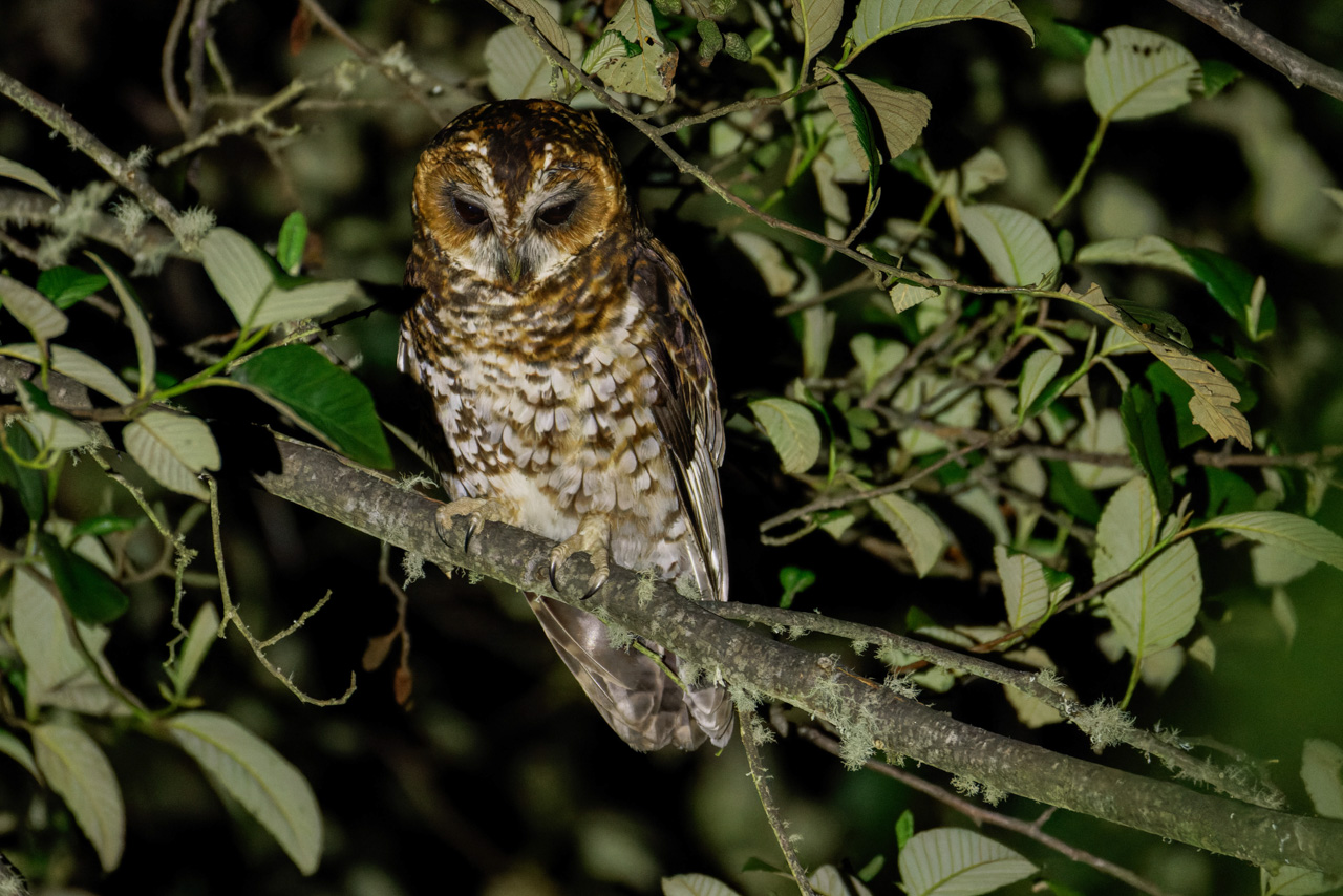 Buff-banded Owl