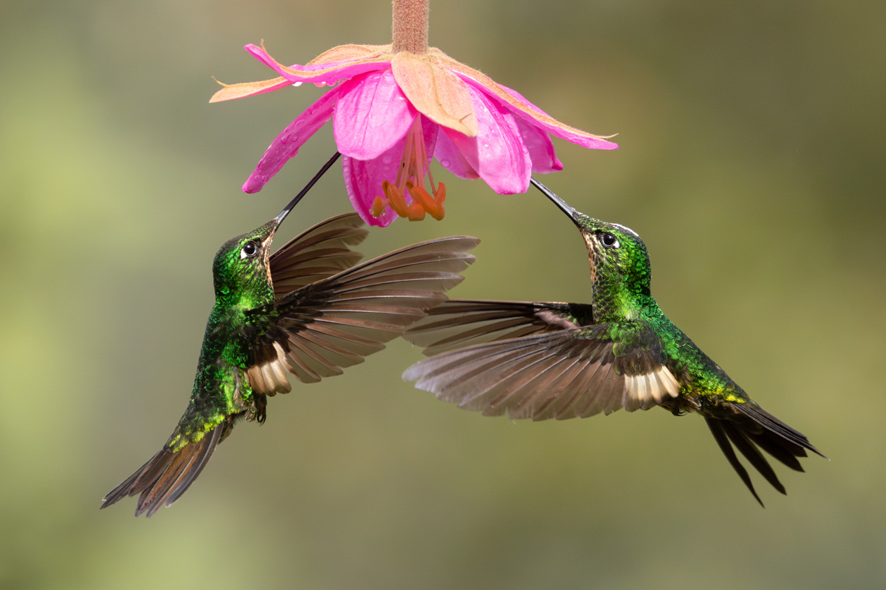 Buff-winged Starfrontlet