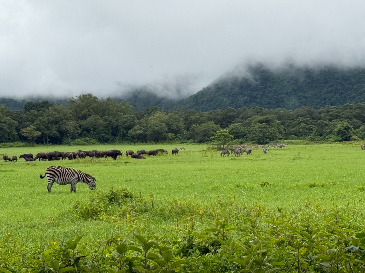 Cape Buffalo