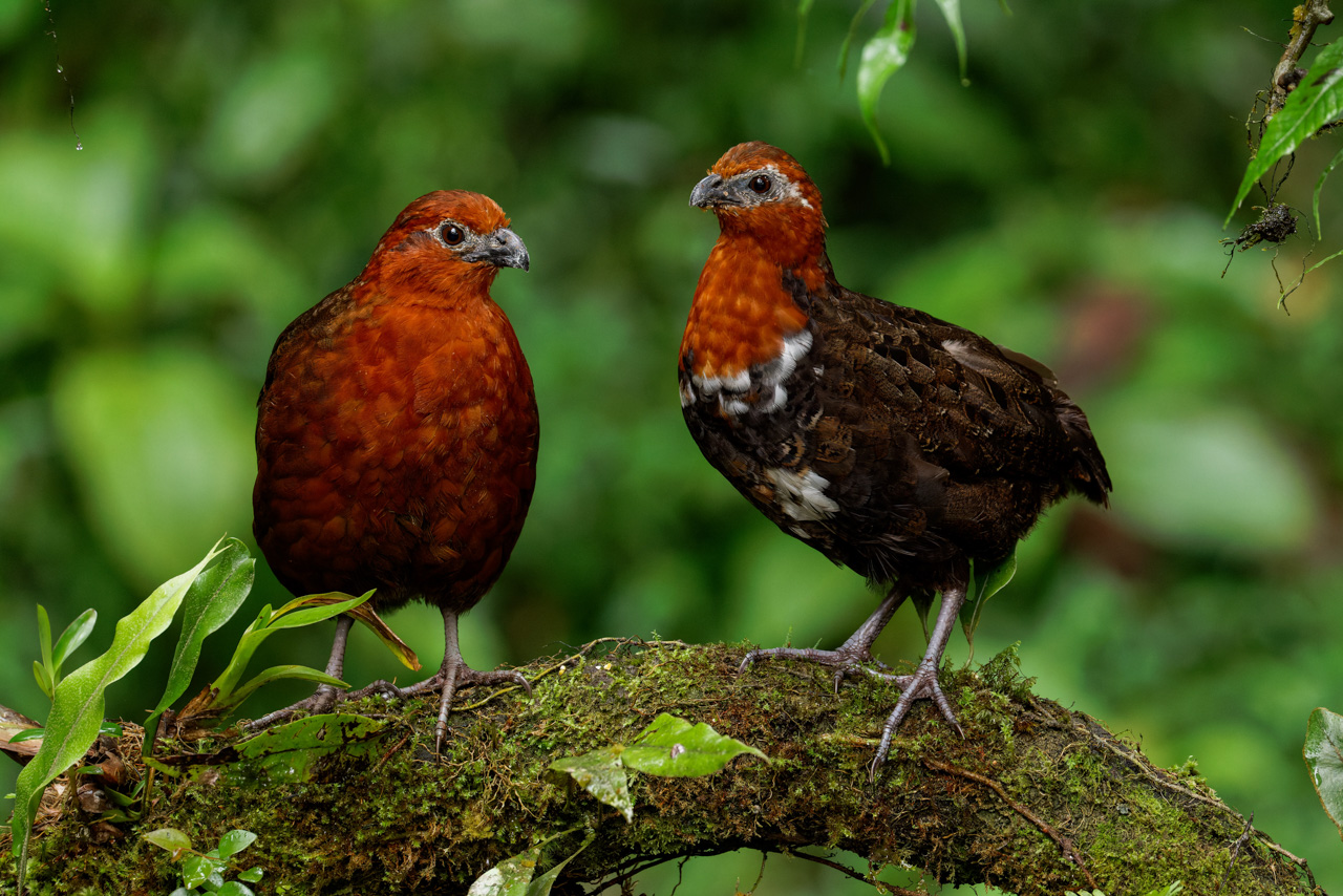 Chestnut Wood-quail