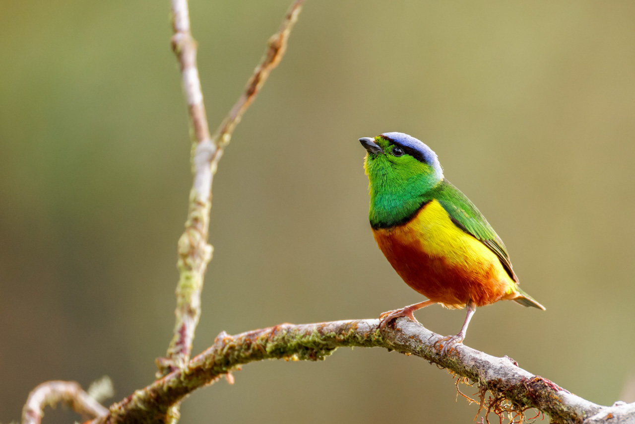 Chestnut-bellied Chlorophonia
