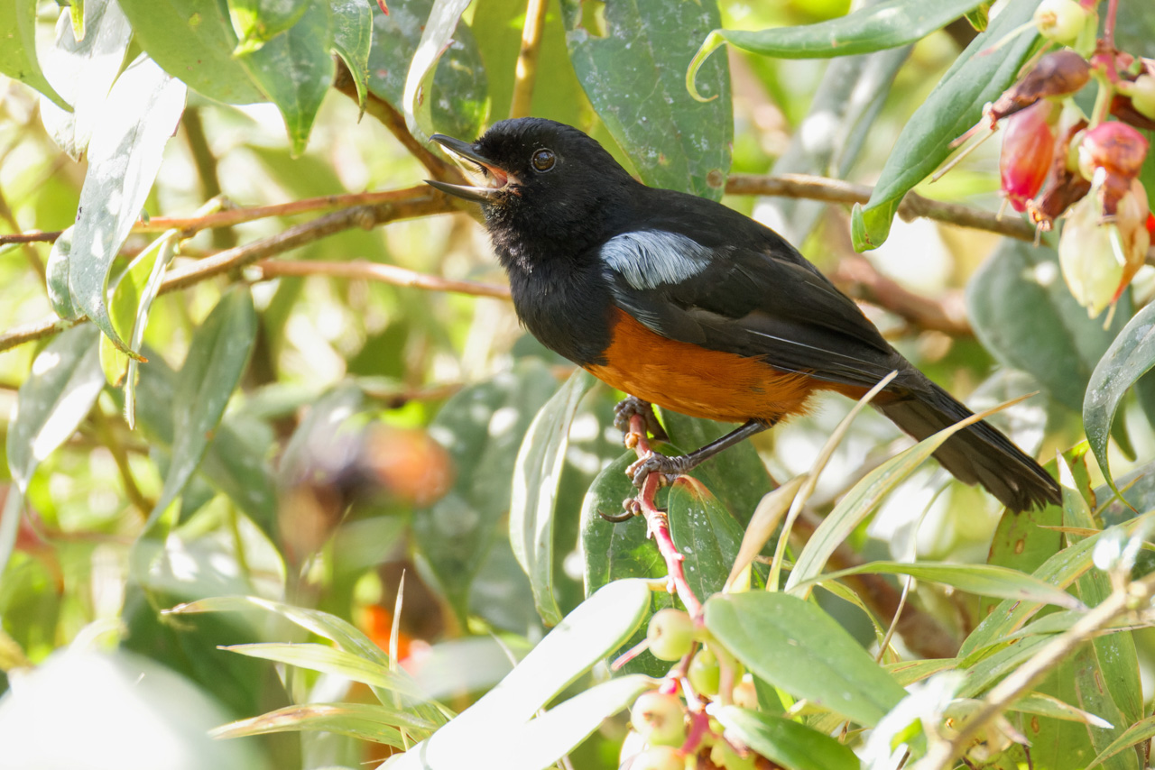Chestnut-bellied Flowerpiercer