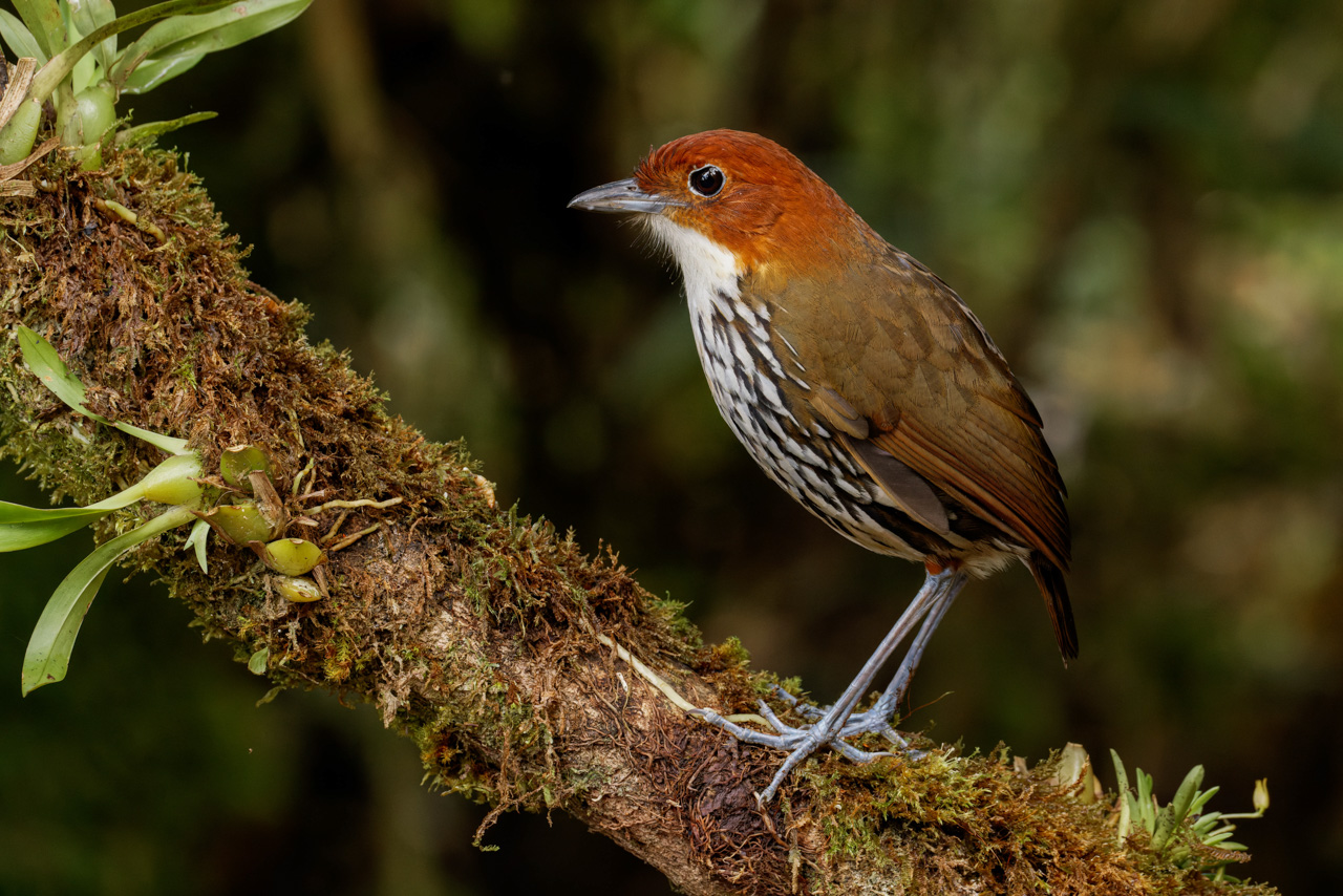 Chestnut-crowned Antpitta