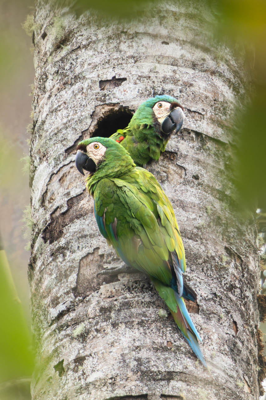 Chestnut-fronted Macaws