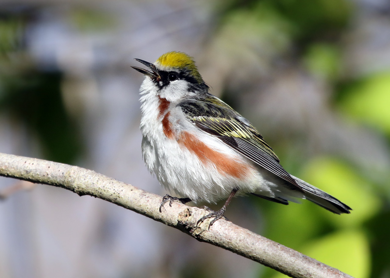 Point Pelee & Algonquin Park Trip Report (May 5 – 16, 2026)