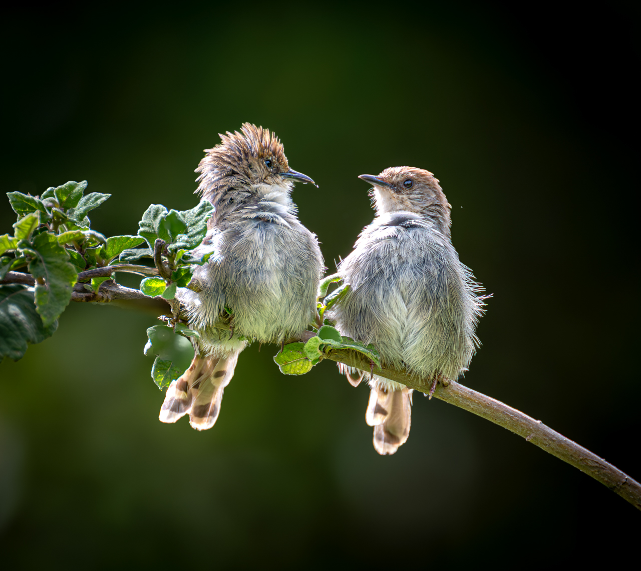Cisticola