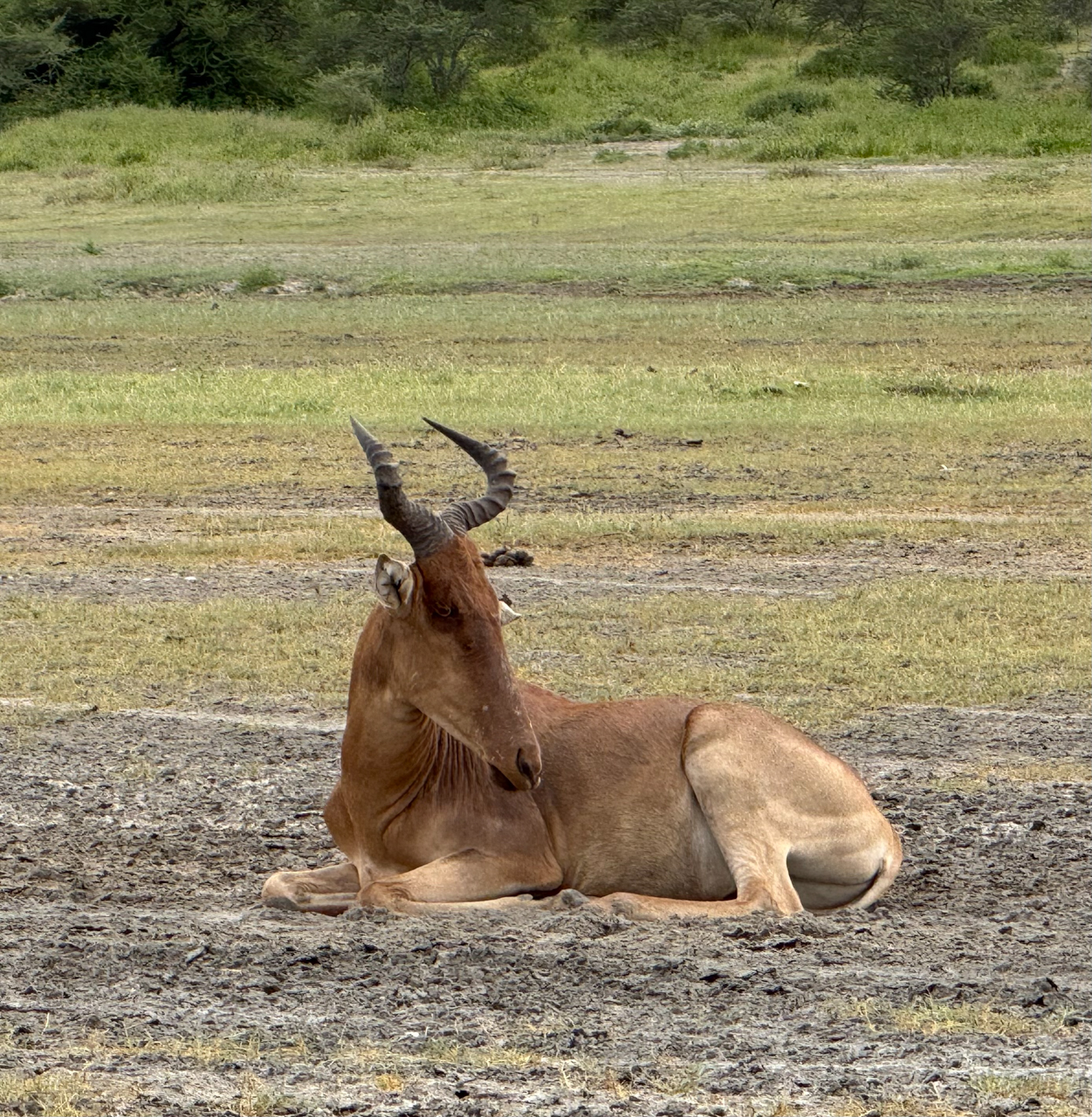 Coke’s Hartebeest, Ndutu