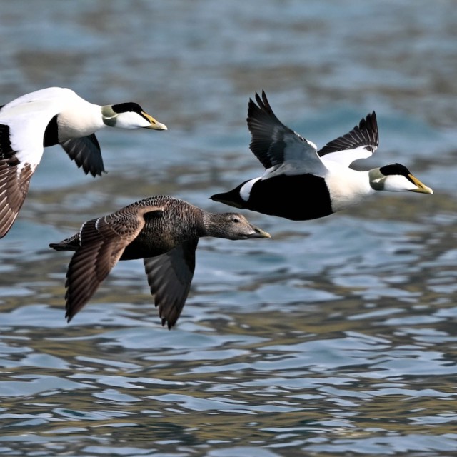 Common Eiders