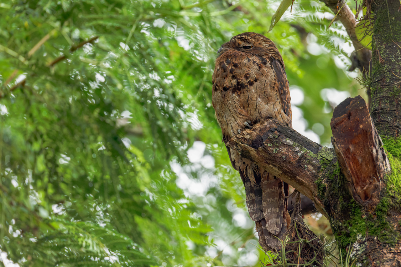 Common Potoo