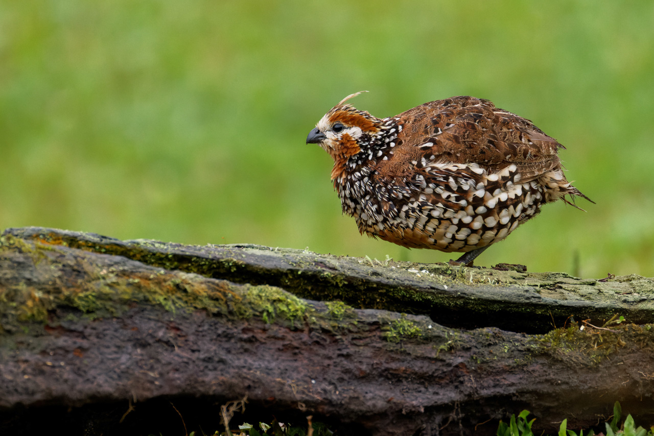 Crested Bobwhite