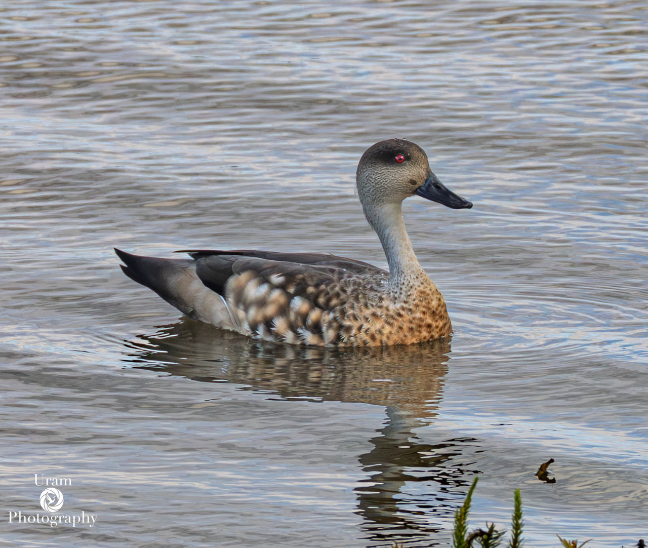 Crested Duck