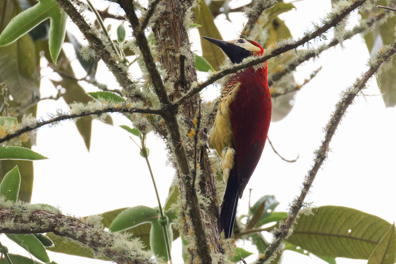 Crimson-backed Woodpecker
