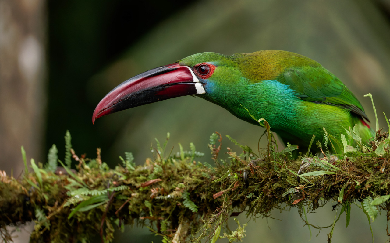 Crimson-rumped Toucanet