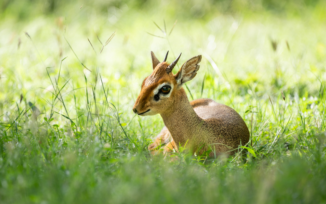 Dikdik